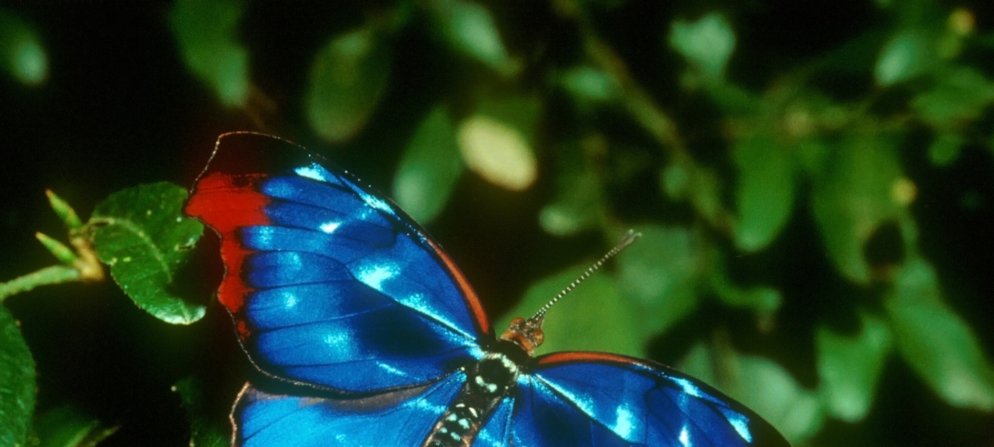 Brasil Megadiverso: dando um impulso online para a biodiversidade