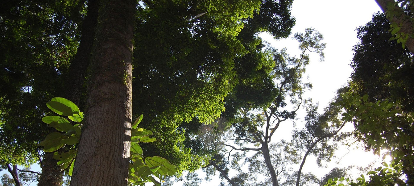 Deforestation in Borneo is slowing, but regulation remains key Credit: Borneo