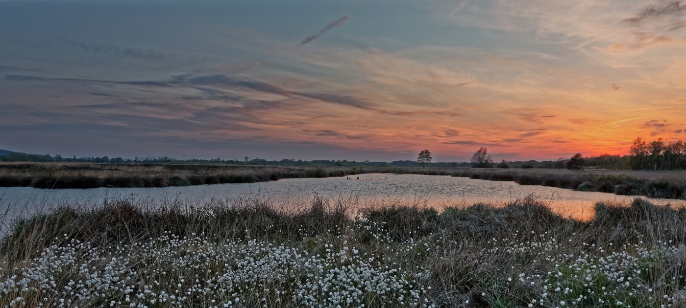 Germany announces support for Peatlands: A natural solution for climate action