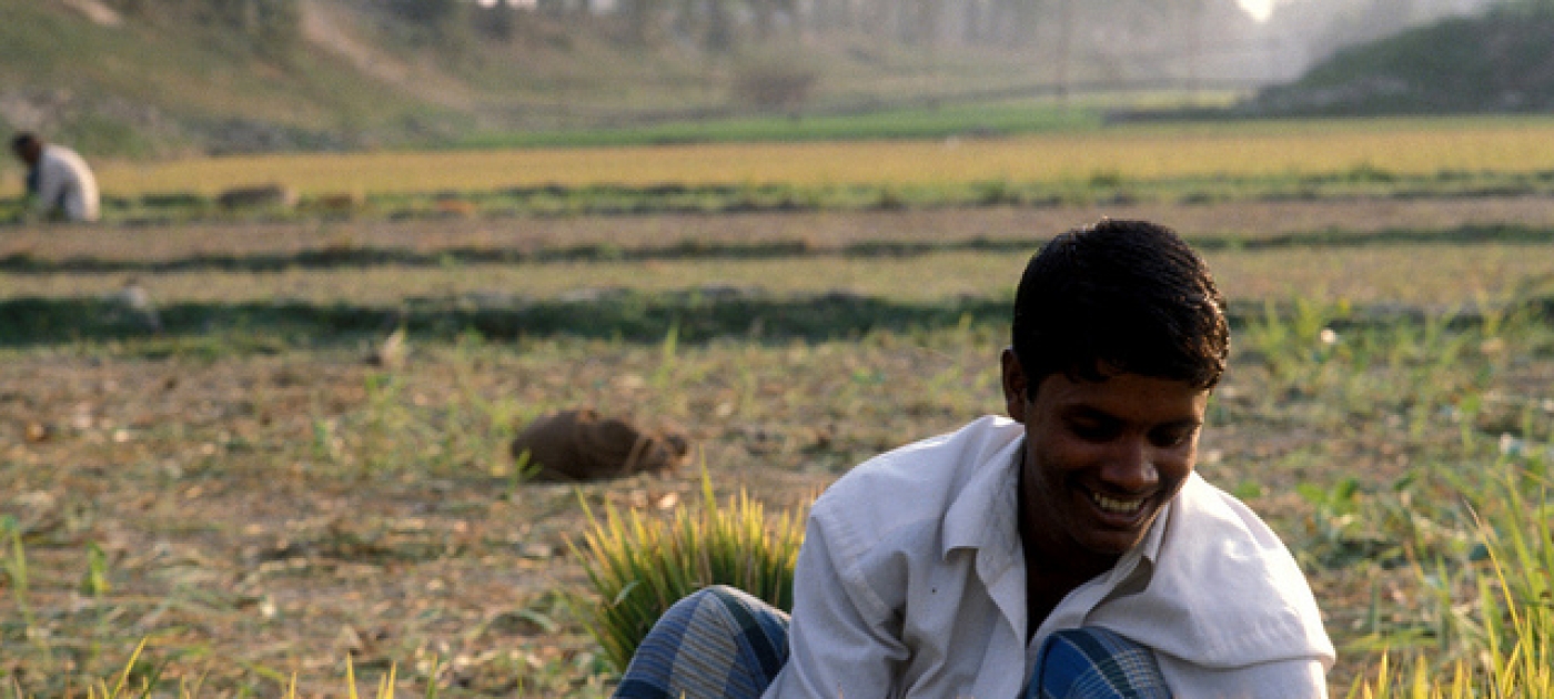 New consortium to reduce environmental footprint of rice production Flickr