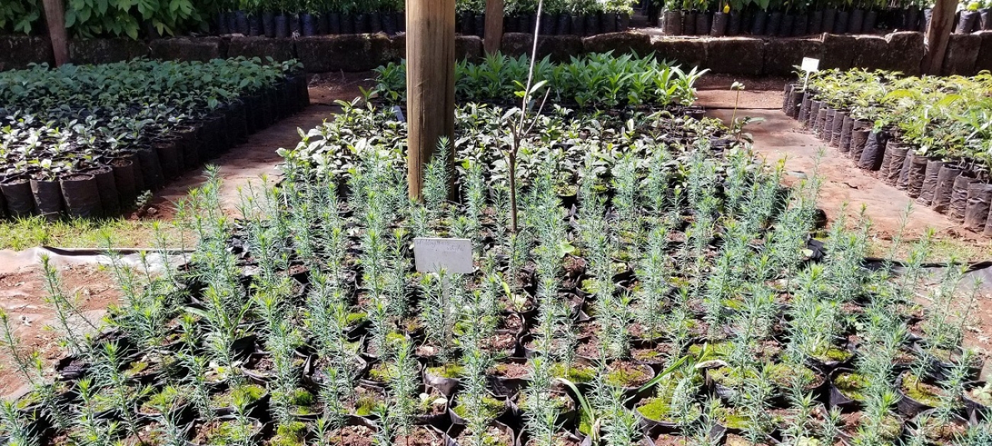 Learn about the value of indigenous trees—and plant one! Photo by Michael Muratha