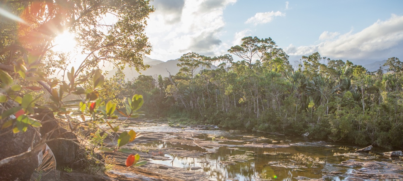 Semer l'avenir : Journée internationale des forêts 2019