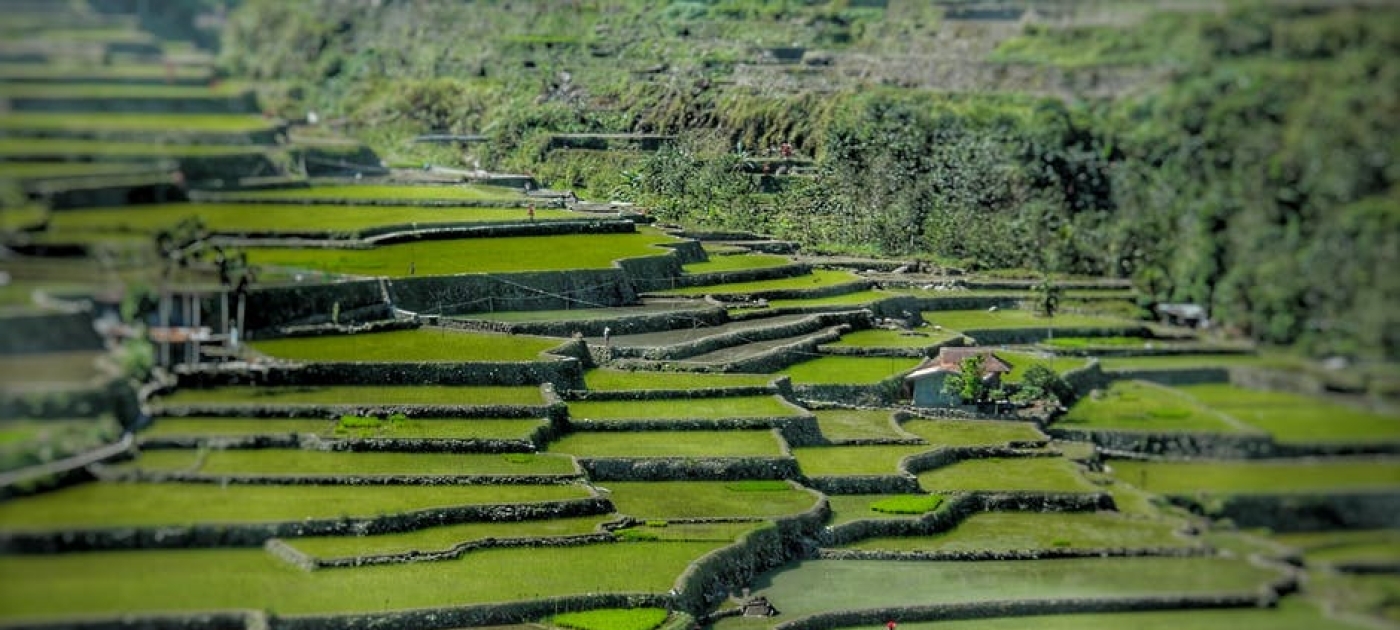 New UN Decade on Ecosystem Restoration to inspire bold UN Environment Assembly decisions Photo by Pexels