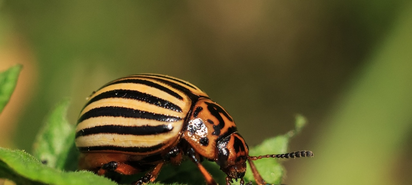 La desaparición de los insectos es una dura advertencia para la humanidad