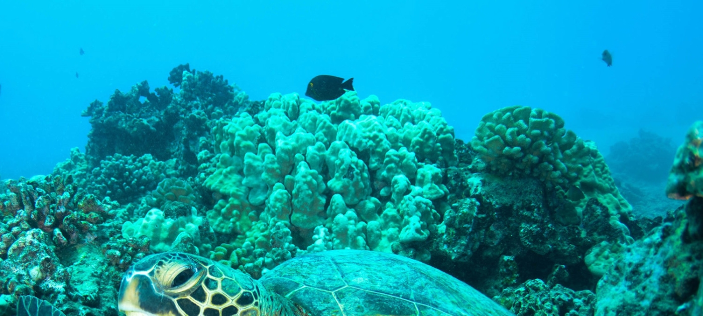 Protecting coral reefs, as we move towards a blue economy