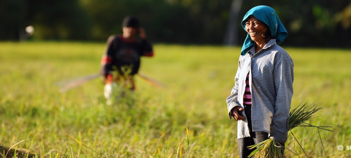 Rice may be cheap, but production comes at a cost