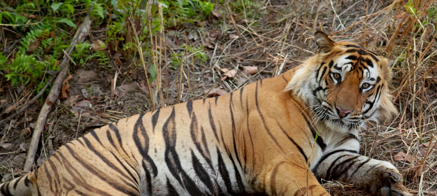 Spotlight on India’s soaring wildlife crime Photo by Wikipedia