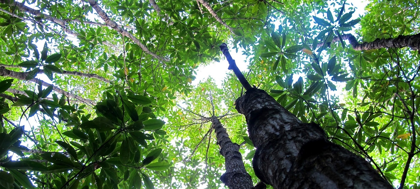 Defending the defenders: tropical forests in the front line Photo by CIFOR
