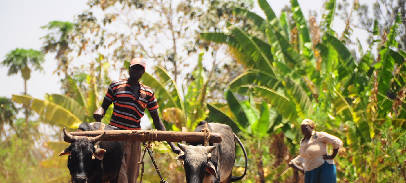 Species extinction not just a curiosity: our food security and health are at stake Photo by Flickr
