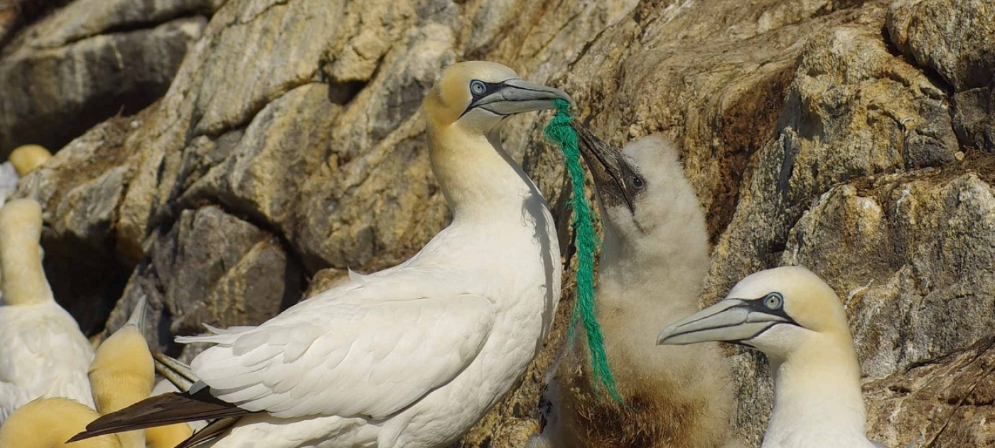 World Migratory Bird Day: birds globally threatened by plastic waste Bo Eide
