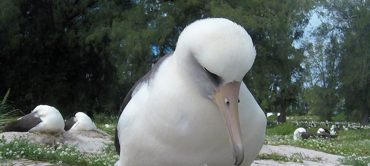 Pollution-free stepping stones are vital for bird migrations Photo by Bob Peyton/USFWS, Flickr