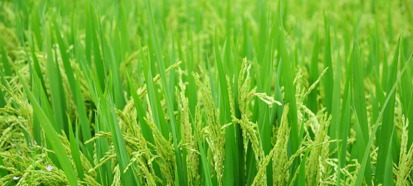 New sustainable rice project to guard Myanmar’s rice sector against climate change Photo: Pixabay/Trung Hieu Dang