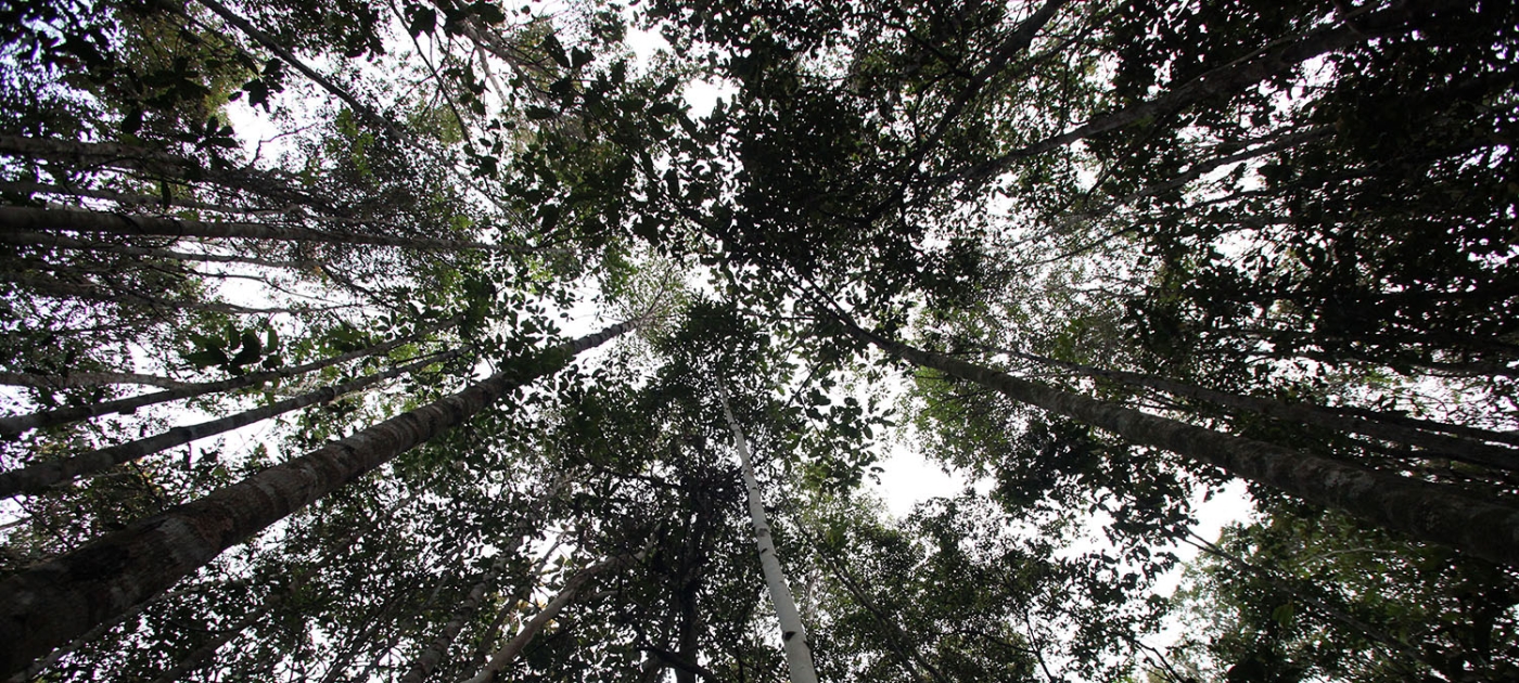 Working as one: how Indonesia came together for its peatlands and forests Photo by Wikimedia Commons