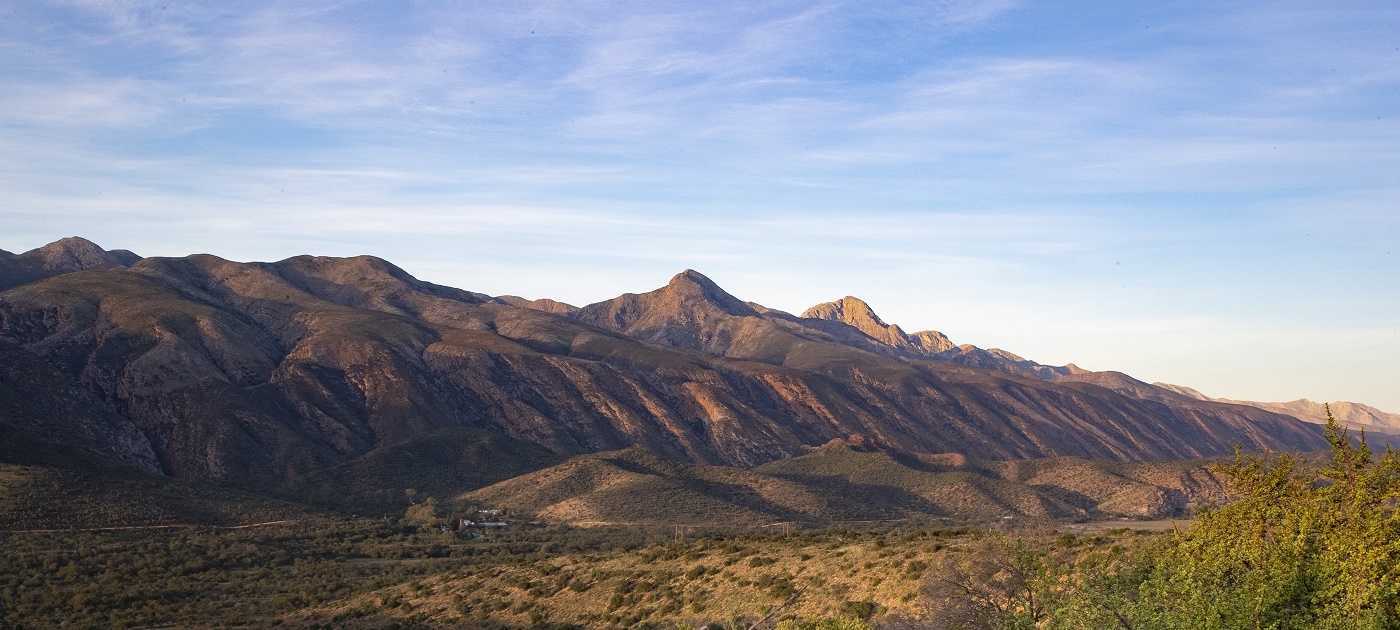 Big potential benefits from restoring spekboom thicket ecosystems in South Africa