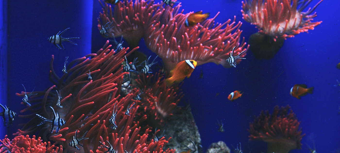 Restoring the Caribbean to the paradise it used to be