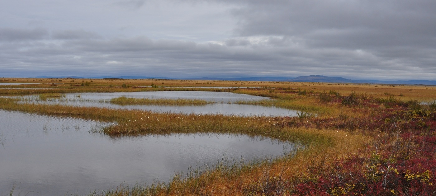 Thawing Arctic peatlands risk unlocking huge amounts of carbon Thermokarst, Pokhodsk, Russia. Photo by Hans Joosten