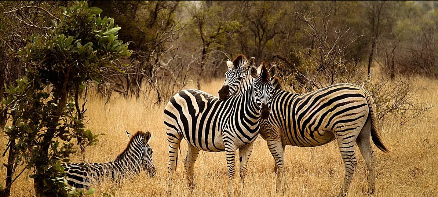 Communities step up to claim their rightful place in Africa’s wildlife economy IanZA/Pixabay