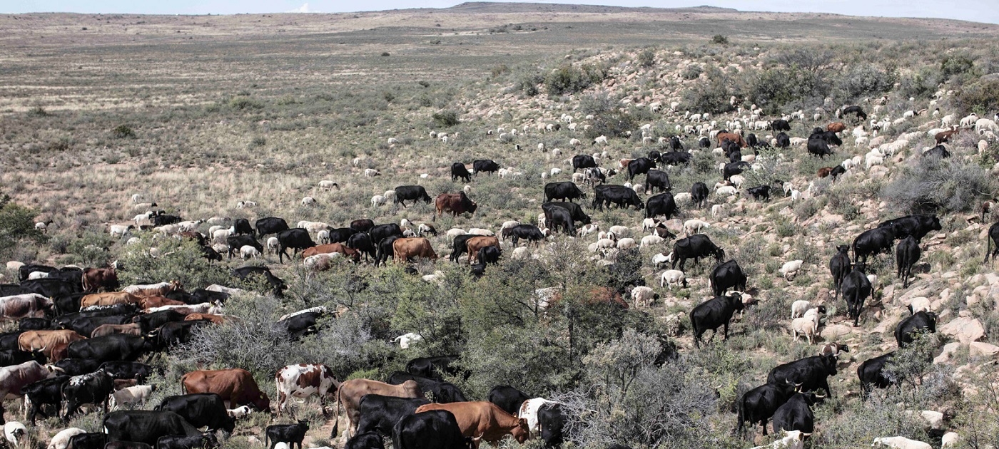 Win-win for people and planet: smart shepherding in South Africa Photo by Jonathan Taylor/Landmark Foundation