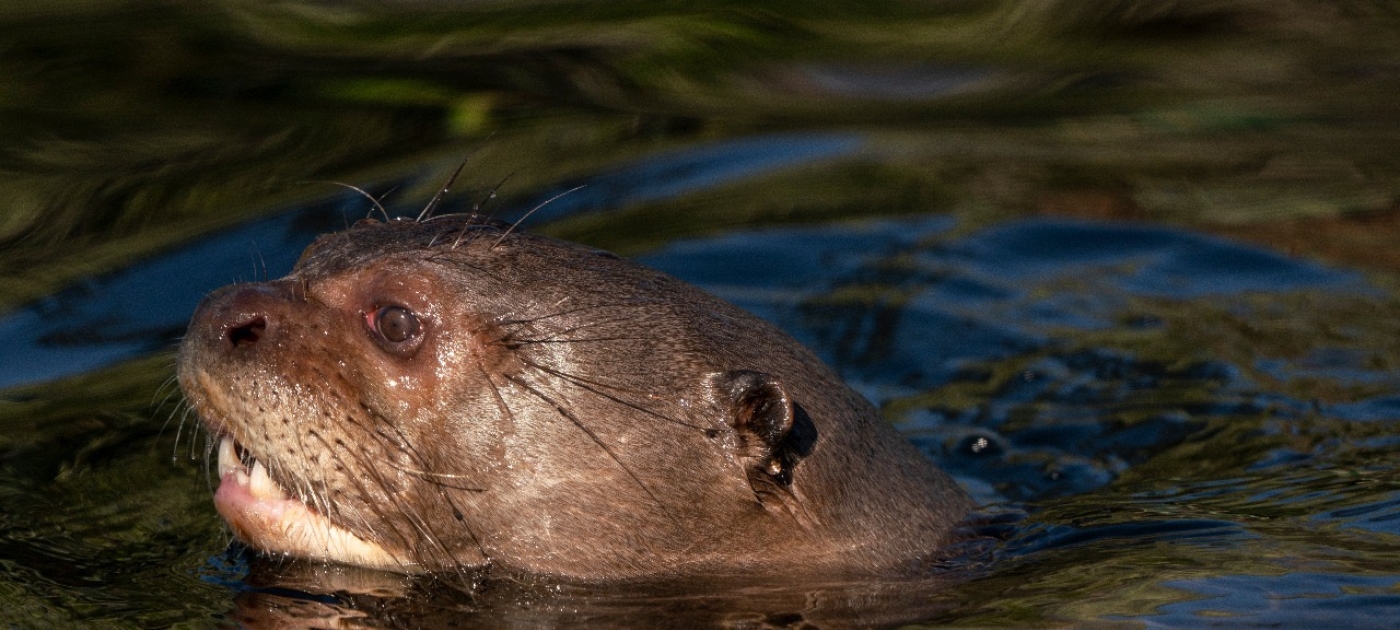 Restauración en Argentina: la nutria gigante regresa a los esteros de Iberá