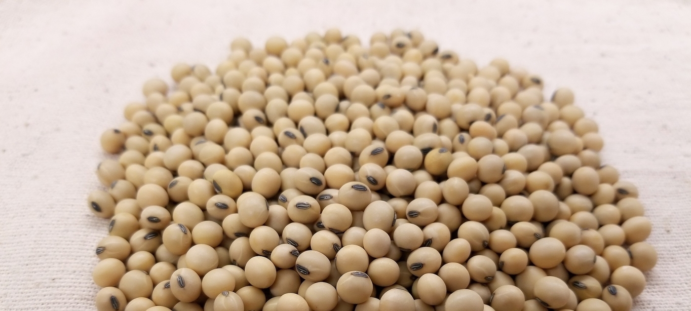 World’s first green bonds scheme to finance responsible soy production in Brazil launched eggroll/Pixabay