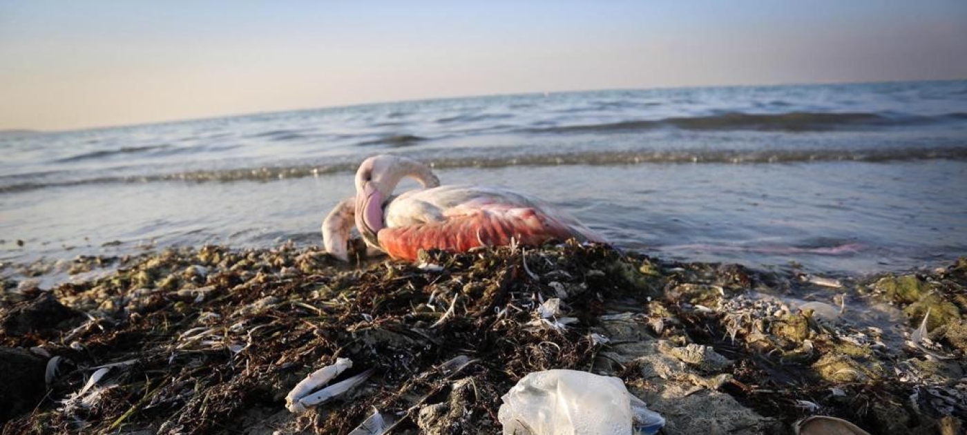 A small island with big plans: The Kingdom of Bahrain commits to environmental sustainability Photo by Ahmed Rajab/Gulf Daily News