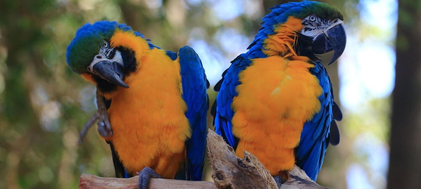 Sistema online sobre a biodiversidade brasileira ganha nova plataforma