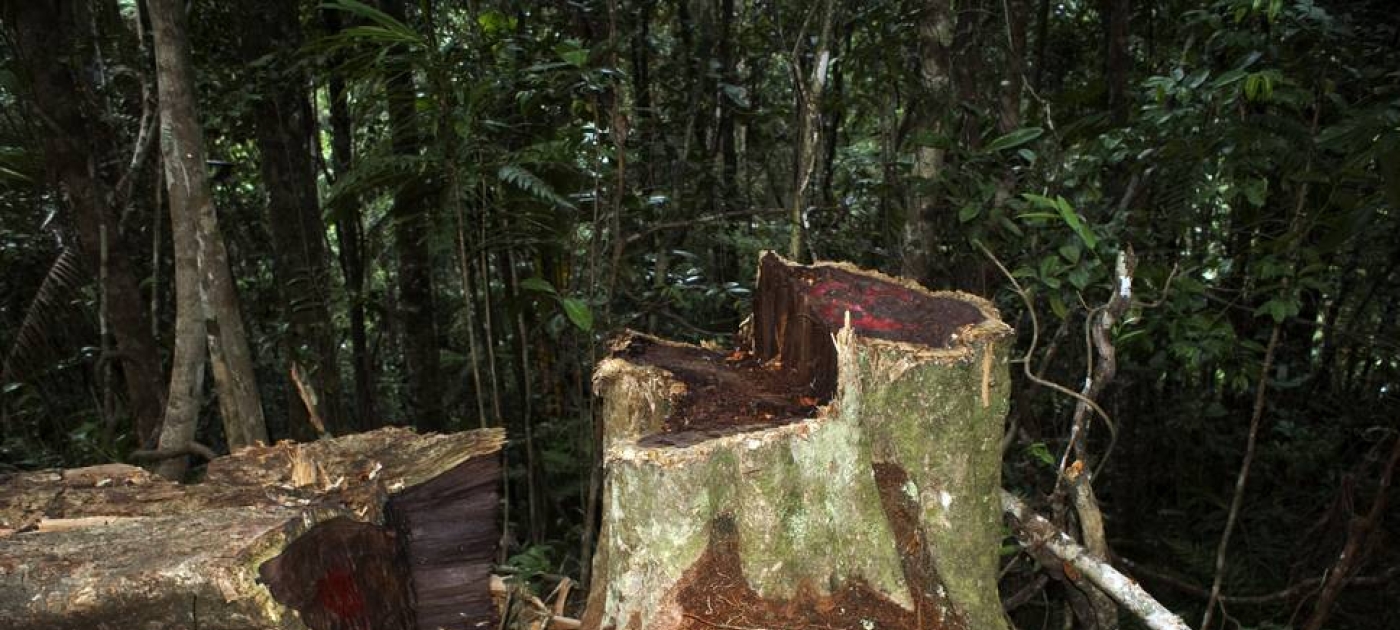 Pas si rose : il est temps de mettre fin au trafic de bois tropicaux convoités