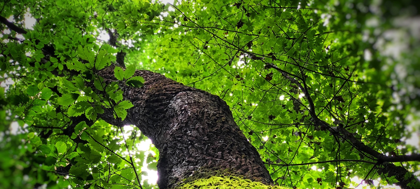 What would it really take to plant a trillion trees? Photo by Unsplash