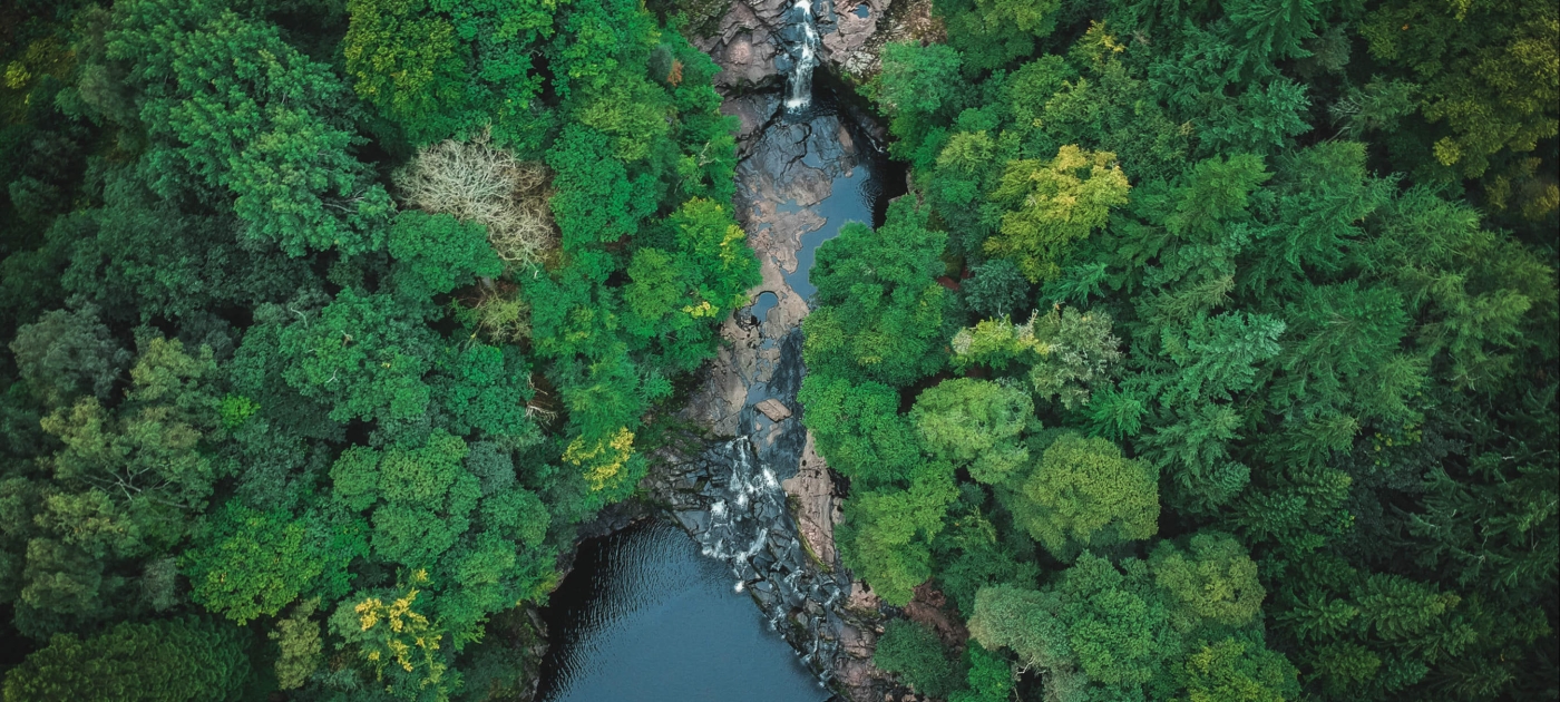 From heatwaves to rising seas: How trees defend us Unsplash