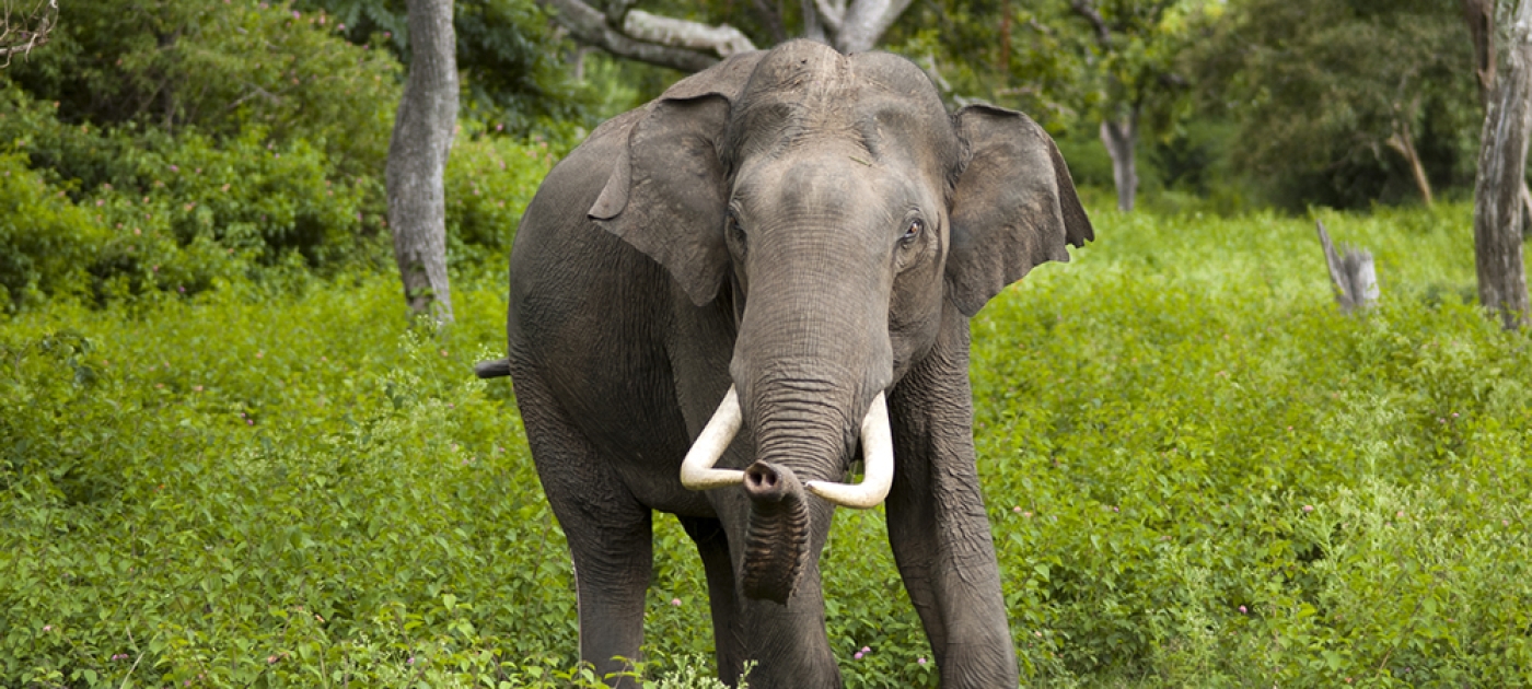 World Tourism Day 2019: sustainable travel and the plight of wild animals Wikipedia
