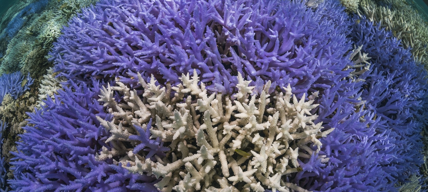 Marine heatwaves kill corals quicker than previously thought Photo by the Ocean Agency/XL Catlin Seaview Survey, Coral Reef Image Bank