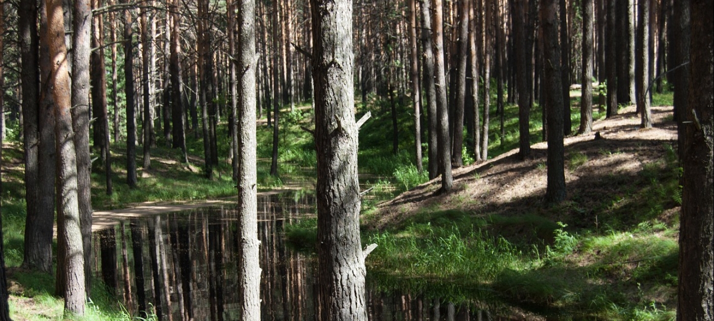 Young environmental prize winner for Europe makes virtual forest restoration in Russia a reality Pixabay