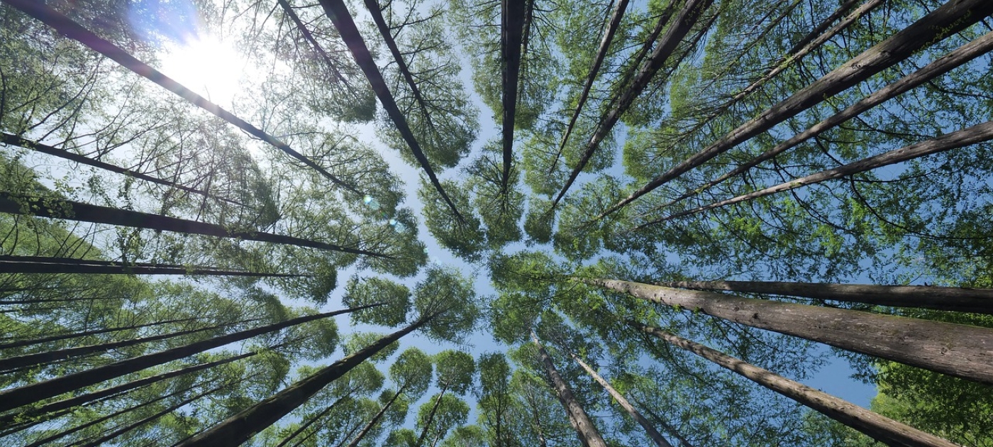 Planting trees has never been easier! Pixabay