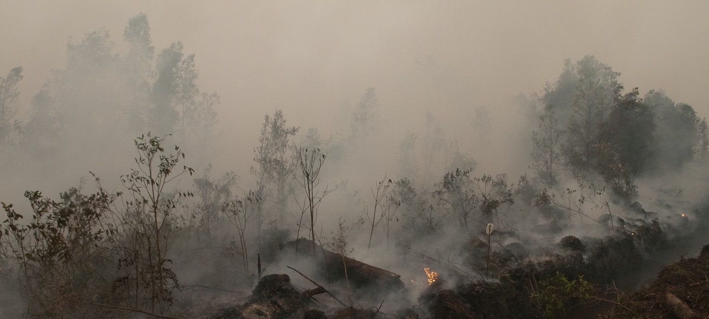 Photo by Aulia Erlangga/CIFOR. 