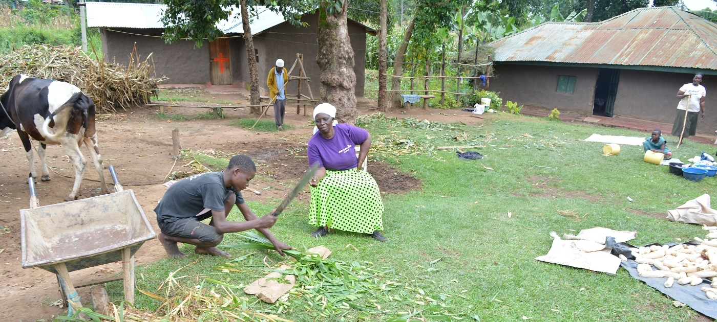 Tackling declining food production and poverty in populous western Kenya Photo by Kenya Agricultural and Livestock Research Organization
