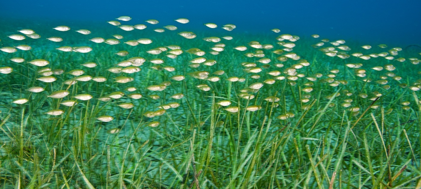Seagrass—secret weapon in the fight against global heating Photo by Dimitris Poursanidis/GRID-Arendal
