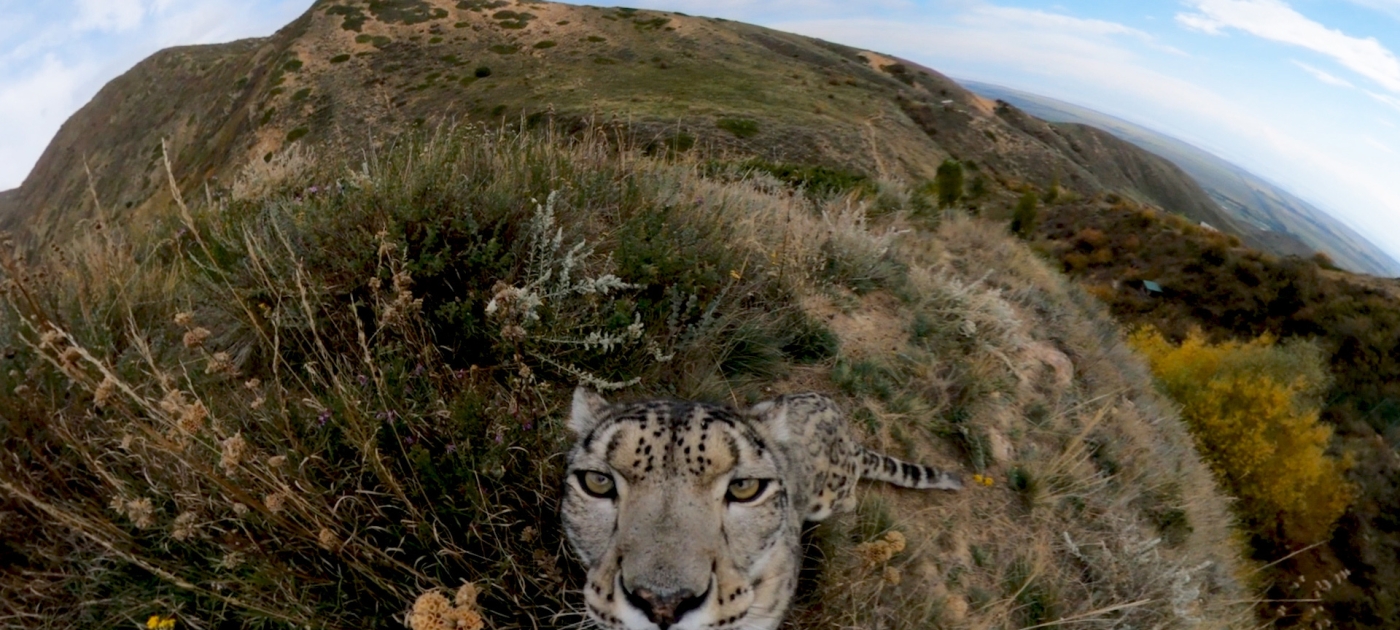 Saving the snow leopard