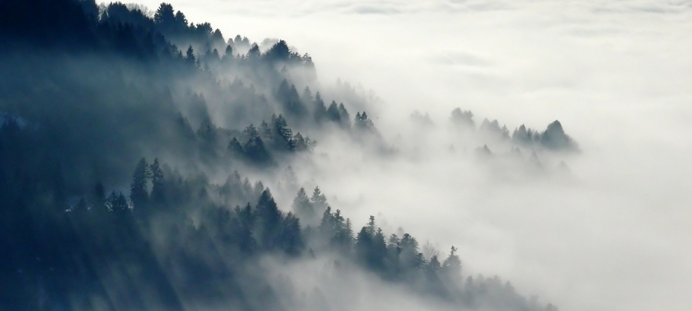 When we protect nature, nature protects us Forests
