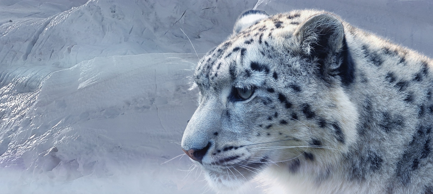 UNEP and adidas Runtastic launch free running challenge that enables users to compete with a wild snow leopard Pixabay