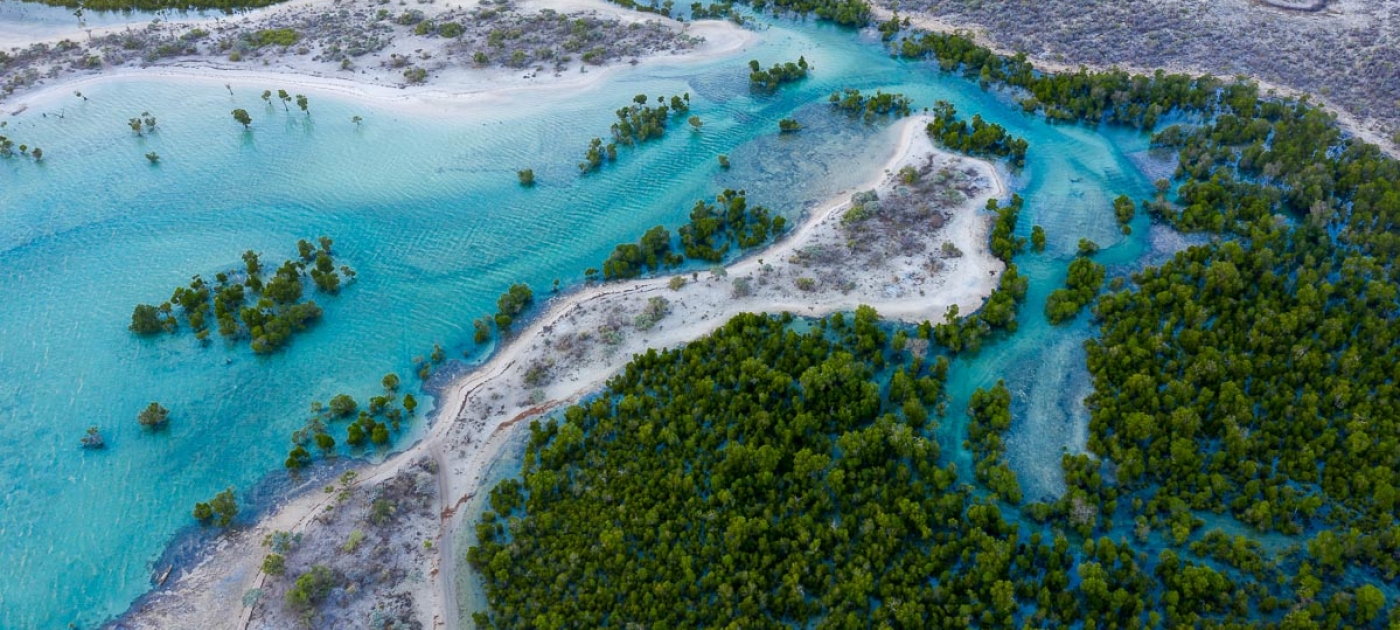 Manglares, una súper solución contra el cambio climático