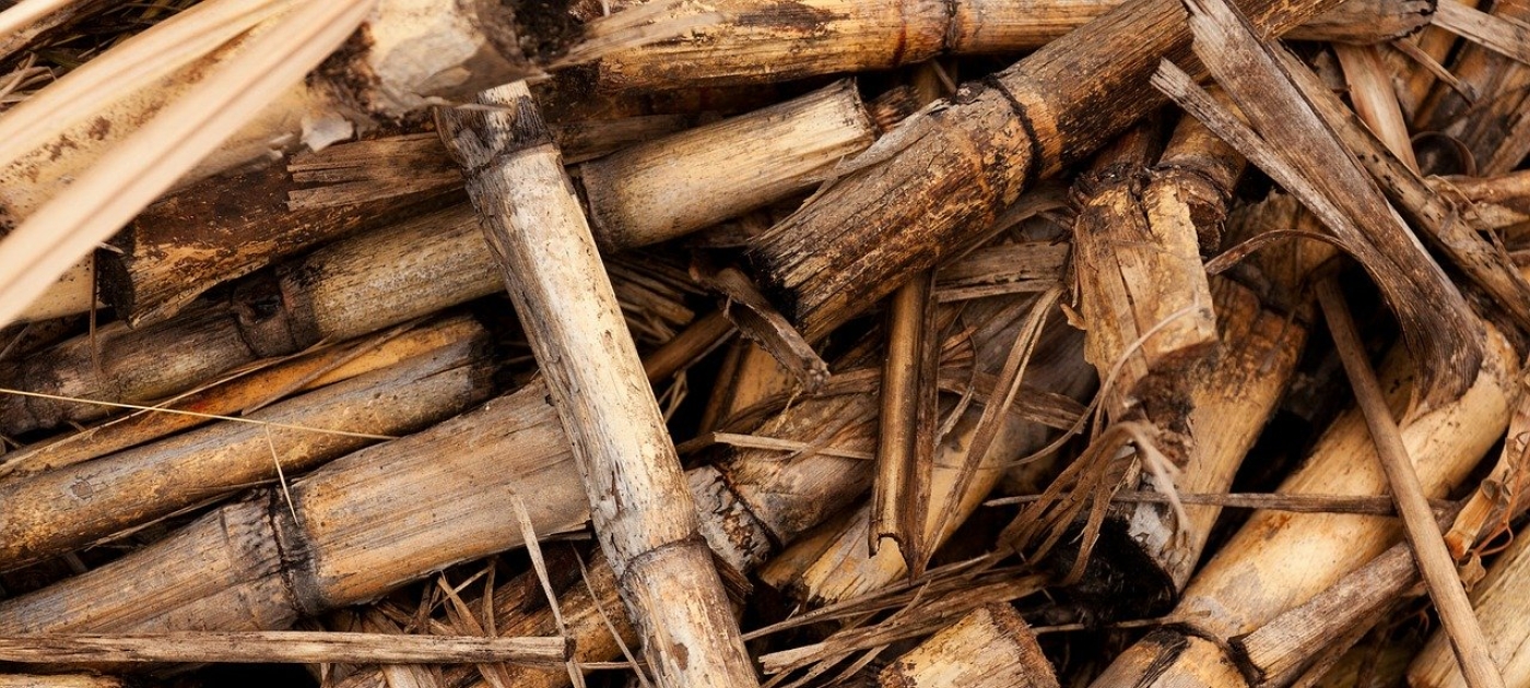 Urgent Action needed to address biomass in Africa, says UNEP study Pixabay