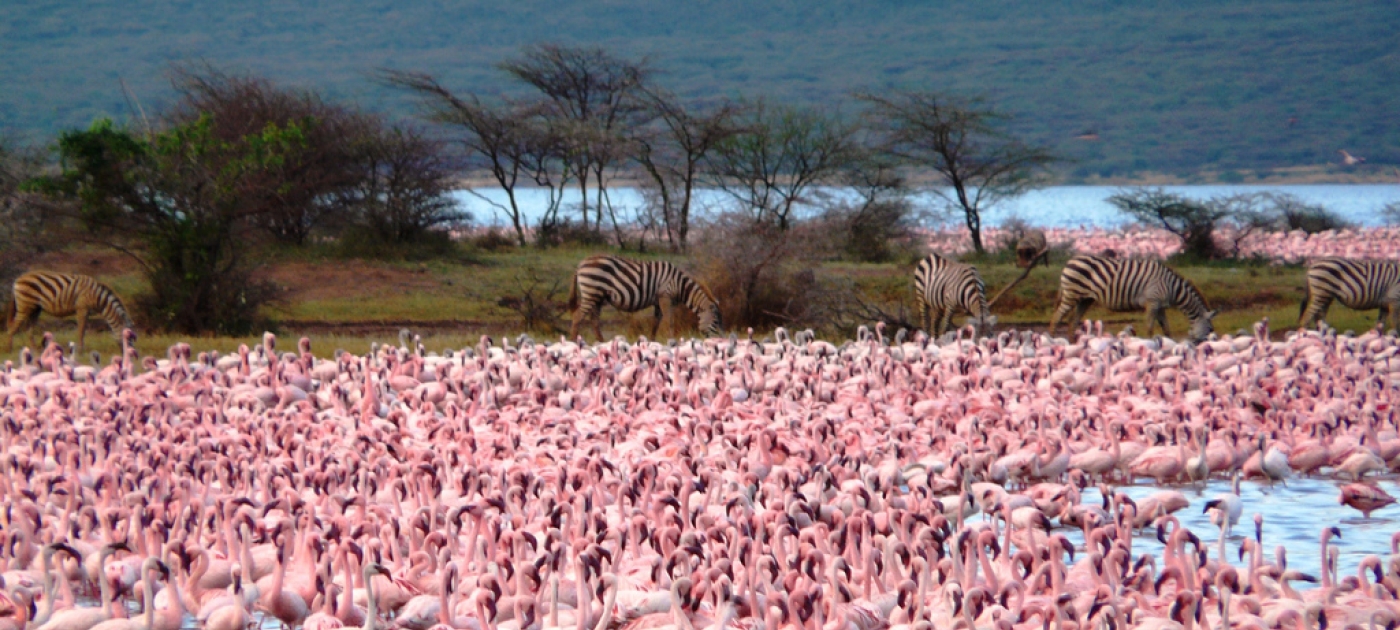 2020: a crunch year for the biodiversity and climate emergencies Photo by Geoffroy Mauvais/IUCN