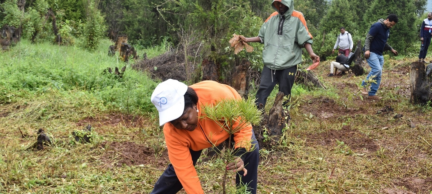 Spotlight on Ethiopia’s tree-planting programme