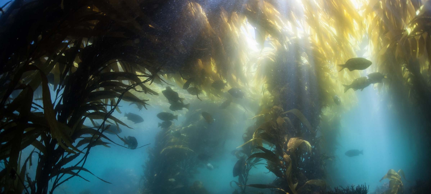 Flora and fauna underwater