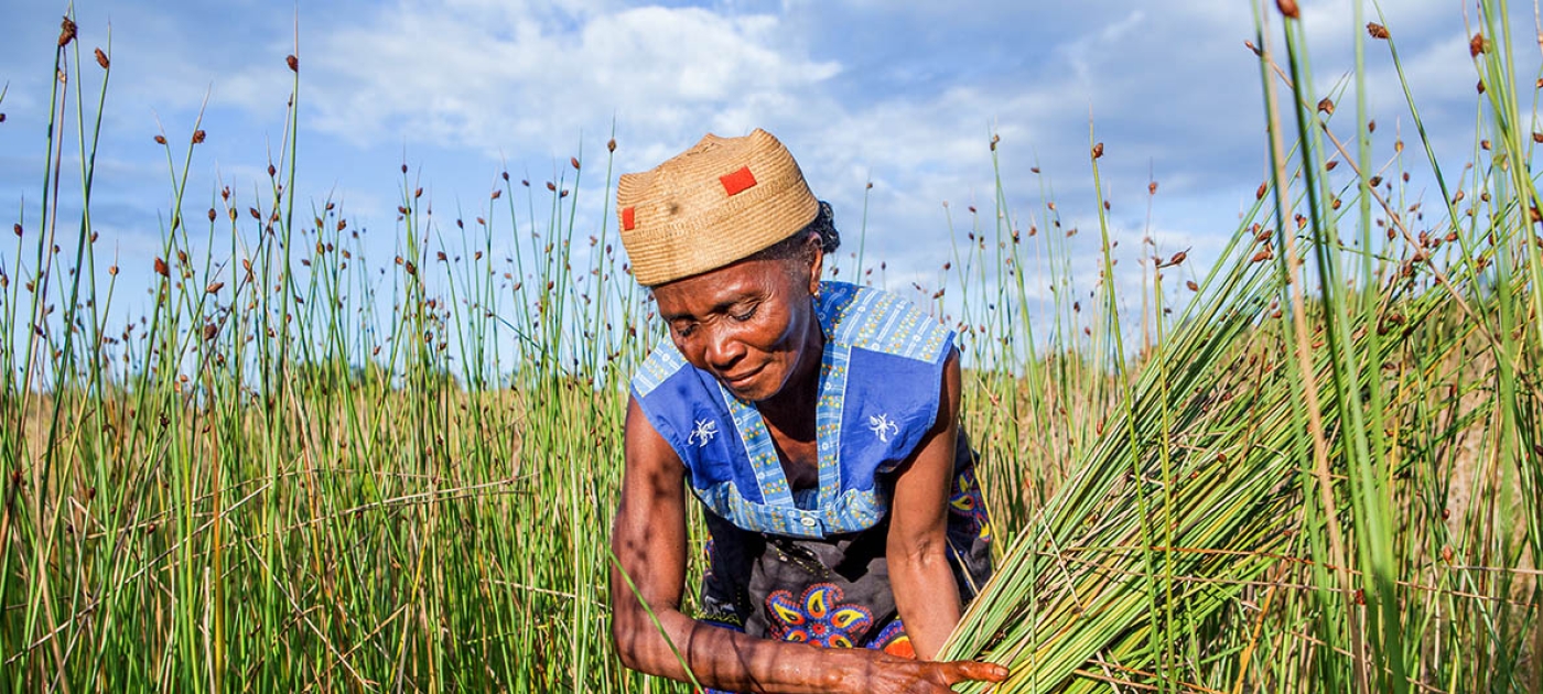 Una mujer de Madagascar planta hierba Rambo