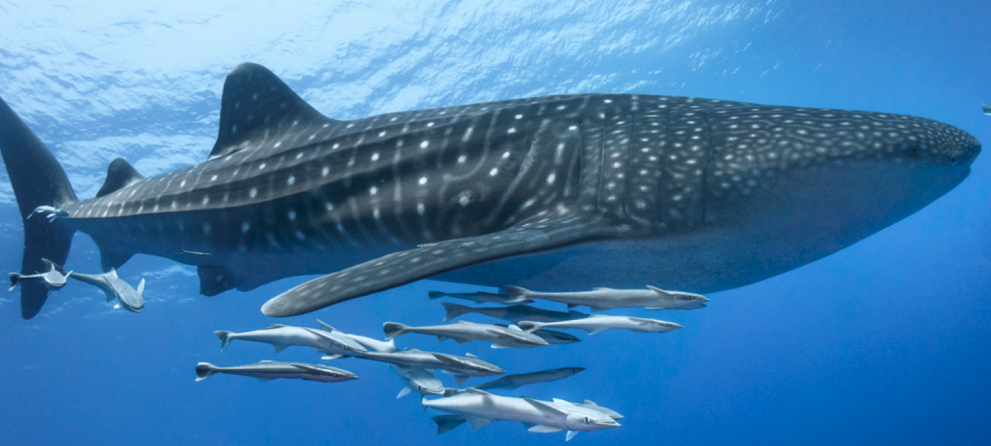 A whale shark