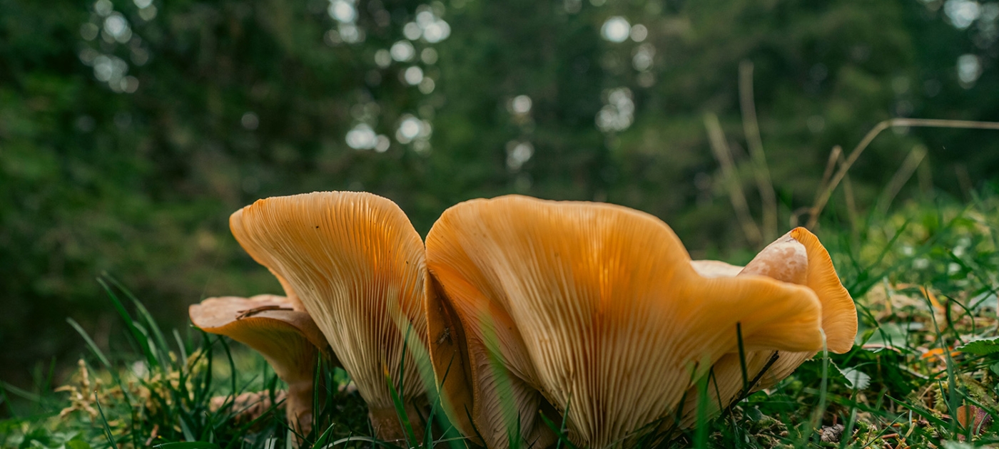 Biodiversity