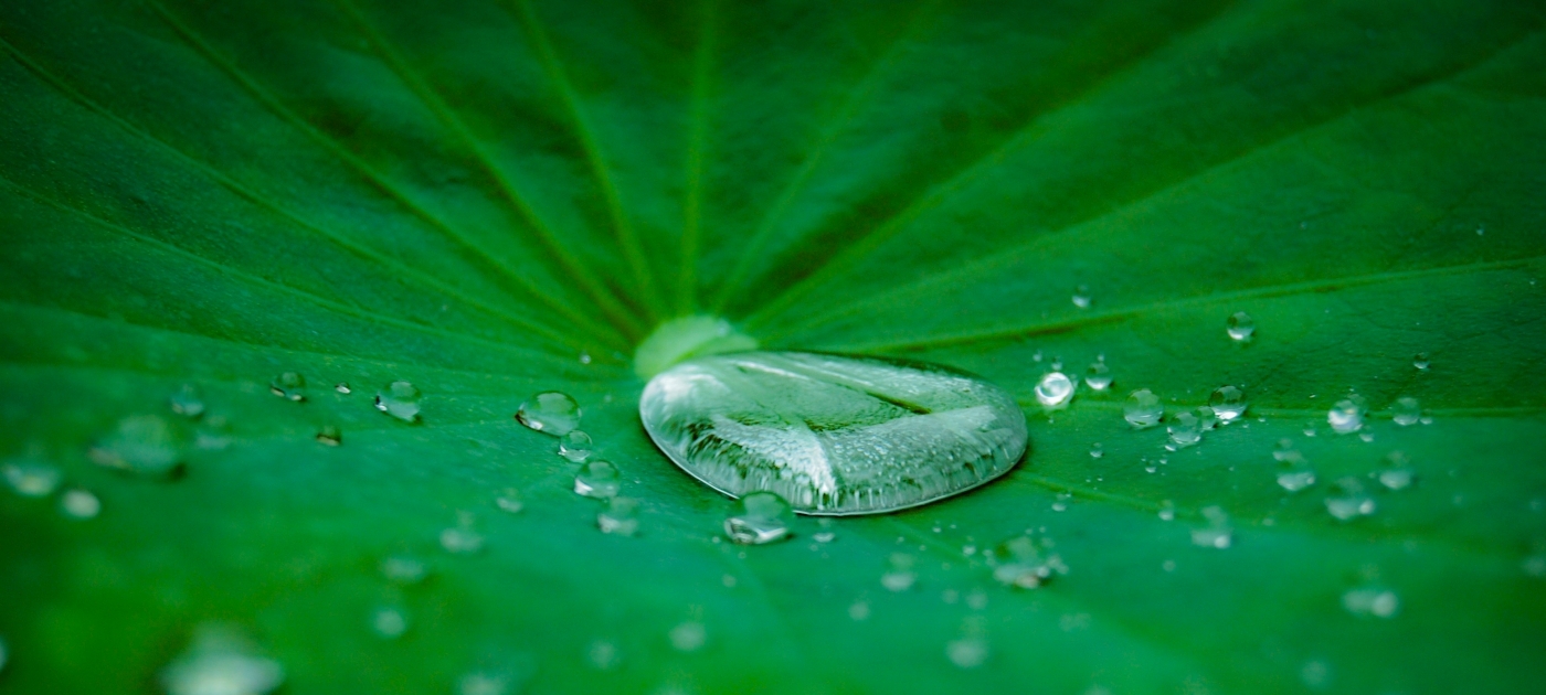 A green leaf with water droplets.