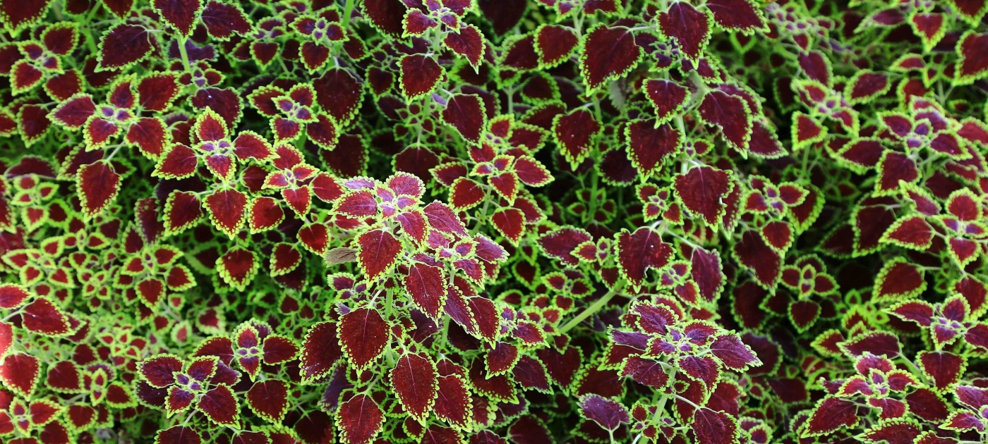 Brown and green leaf plant