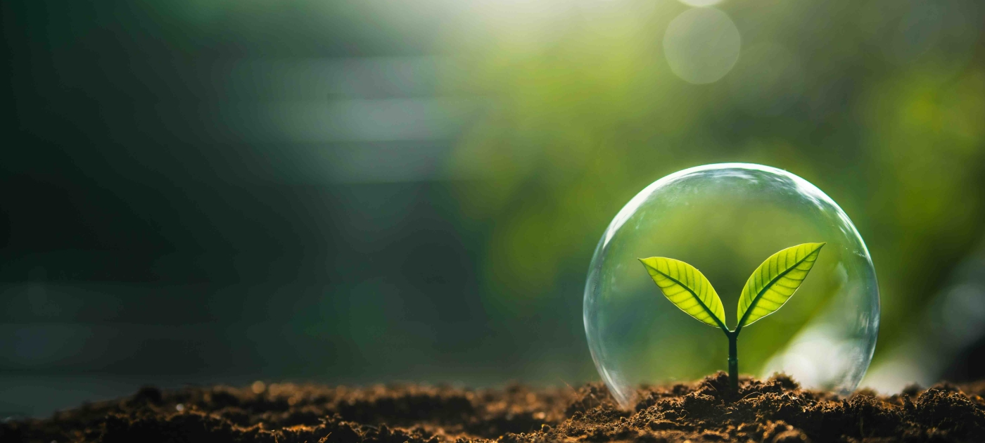 Young plant in a bubble